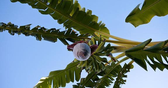 Appartamenti Le Pleiadi - Succhivo D'Ischia Sant'Angelo  ภายนอก รูปภาพ